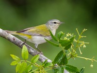 A2Z3313c  Tennessee Warbler (Oreothlypis peregrina) - male